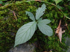 Ficus montana