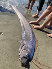 Oarfish photo 4
