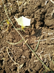 Convolvulus scammonia