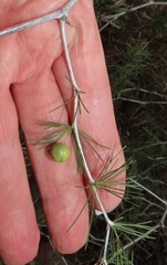 Asparagus laricinus