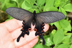 Papilio macilentus