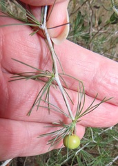 Asparagus laricinus