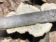 Trametes pubescens