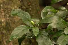 Justicia campylostemon