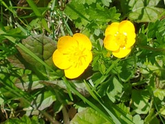 Ranunculus multifidus