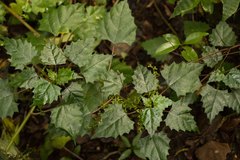 Laportea peduncularis latidens