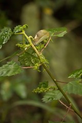 Laportea peduncularis latidens