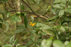 Monanthotaxis caffra