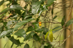 Monanthotaxis caffra