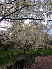 Magnolia × soulangeana