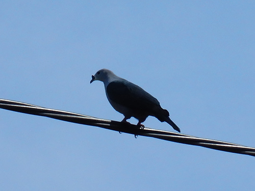 Carpophage pacifique (Ducula pacifica)
