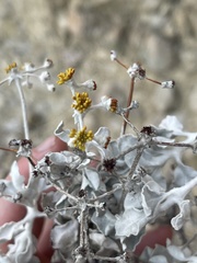 Eriogonum crocatum
