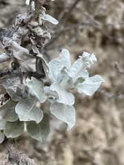 Eriogonum crocatum