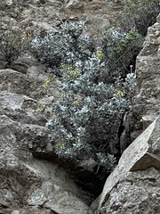 Eriogonum crocatum