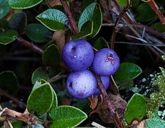 Creeping Boobyalla (Myrsine nummularia)