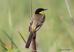 Motacilla flava feldegg
