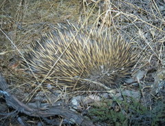 Tachyglossus aculeatus acanthion