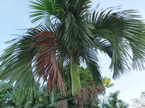 Carpoxylon macrospermum
