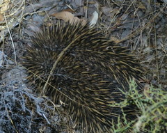 Tachyglossus aculeatus acanthion