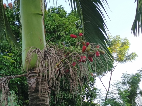 Image of Carpoxylon Palm (Carpoxylon macrospermum) by (c) Dominik Maximilián Ramík, some rights reserved (CC BY)