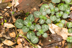 Plectranthus oertendahlii