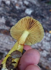 Cortinarius canarius