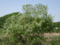 Salix