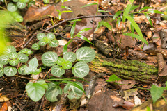 Plectranthus oertendahlii