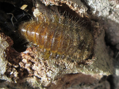 Cerogria janthinipennis