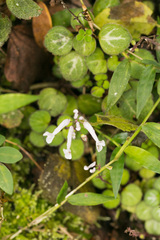 Plectranthus oertendahlii