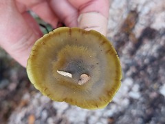 Cortinarius canarius