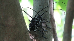 Anoplophora chinensis