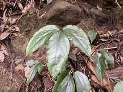 Arisaema grapsospadix