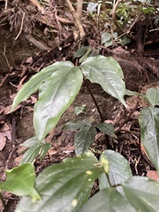 Arisaema grapsospadix