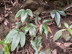 Arisaema grapsospadix