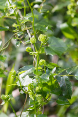 Senecio macroglossoides