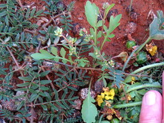 Lepidium desertorum