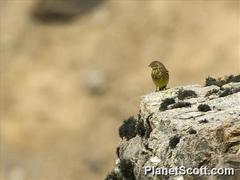 Melanodera xanthogramma