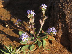 Manulea fragrans