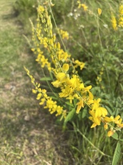 Crotalaria trichotoma