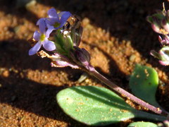 Manulea fragrans