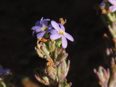 Manulea fragrans