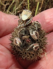 Agonoscelis erosa