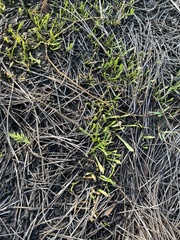 Lilaeopsis carolinensis