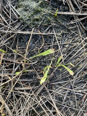 Lilaeopsis carolinensis