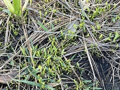 Lilaeopsis carolinensis