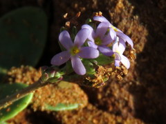 Manulea fragrans