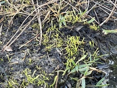 Lilaeopsis carolinensis