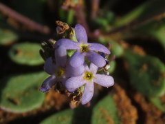Manulea fragrans