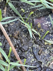 Lilaeopsis carolinensis